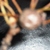 :iconchingachkuk:
