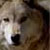 :iconChinookWolf: