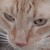 :iconchipmunk-hybrid: