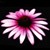 :iconchipsiargus: