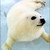 :iconchipzard79: