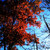 :iconchiseledforest: