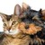 ChitChatCat1 :iconchitchatcat1: