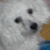 :iconchiumi-dog-pixel89: