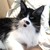 chloelovescats :iconchloelovescats: