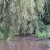 :iconchlorophylla:
