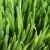 :iconchlorophyne: