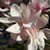 :iconchoc-lover914: