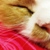 :iconchococooki: