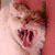:iconchocofoxie: