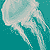 :iconchocolate-paper: