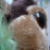 :iconchocolateblitz: