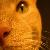 :iconchocolatecat13: