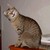 :iconchocolatecatfat: