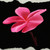 :iconchocolatecovered-art: