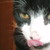 :iconchocolatecupcakes15: