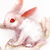 :iconchocolatefan98: