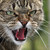 :iconchocow-art: