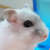 :iconchop-chop: