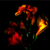 :iconchoppy-24: