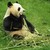 :iconchouette-marmotte:
