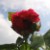 :iconchris-fs: