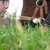:iconchris-ledoux: