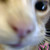 :iconchrisaur: