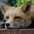 :iconchrisbrowning: