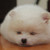 :iconchrisellesimplicity: