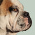 :iconchrispybacon3: