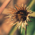 :iconchriss-cross: