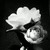 :iconchristi15: