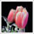 :iconchristinayoder: