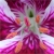 :iconchristine-f:
