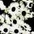 :iconchrome-bitch: