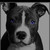 :iconchromedstang: