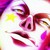 :iconchromedude:
