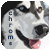 :iconchromiumhusky:
