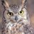 :iconchrono-penguin: