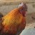 :iconchrpollo: