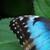 :iconchrysalis50: