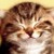 :iconchrysrising: