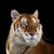 :iconchubbietiger:
