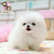 :iconchubbypomeranian: