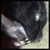 :iconchuckwadey: