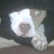 :iconchungking2399: