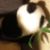 :iconchungyen: