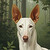 :iconci-annwn: