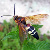 :iconcicadakiller: